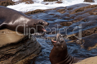 Arguing California sea lion Zalophus californianus