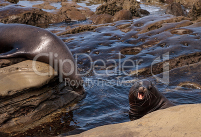 Arguing California sea lion Zalophus californianus