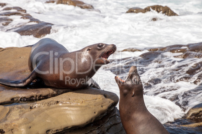 Arguing California sea lion Zalophus californianus