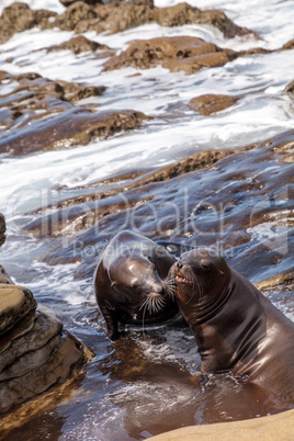 Kissing California sea lion Zalophus californianus