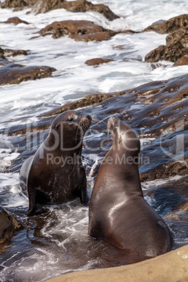 Kissing California sea lion Zalophus californianus