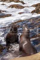 Kissing California sea lion Zalophus californianus