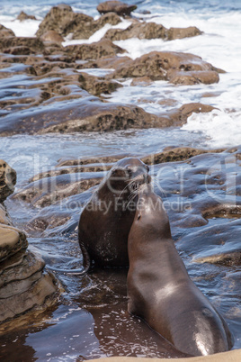 Kissing California sea lion Zalophus californianus