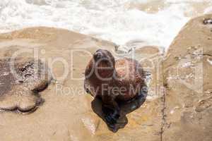 Young California sea lion Zalophus californianus pups