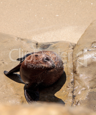 Young California sea lion Zalophus californianus pups