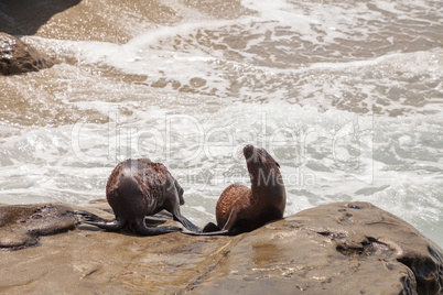 Young California sea lion Zalophus californianus pups