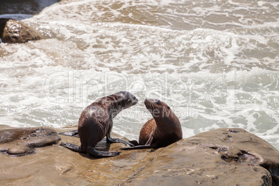 Young California sea lion Zalophus californianus pups