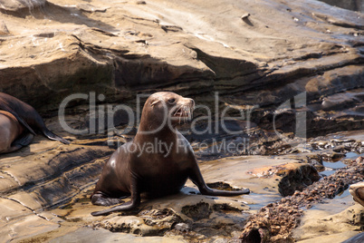 Young California sea lion Zalophus californianus pups