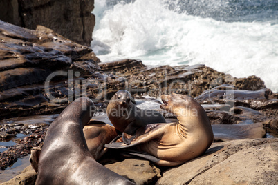 Mom and pup California sea lion Zalophus californianus