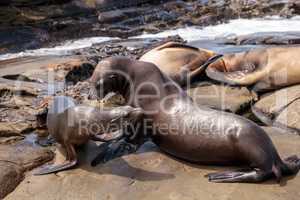 Mom and pup California sea lion Zalophus californianus