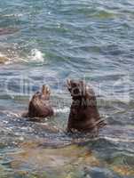 Swimming California sea lion Zalophus californianus