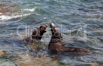 Swimming California sea lion Zalophus californianus