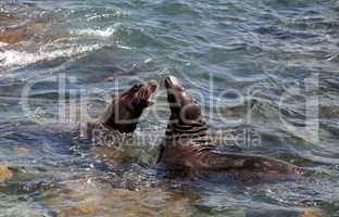 Swimming California sea lion Zalophus californianus
