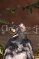African crowned eagle Stephanoaetus coronatus
