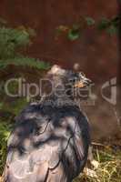 African crowned eagle Stephanoaetus coronatus