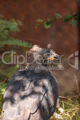 African crowned eagle Stephanoaetus coronatus