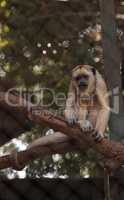 Black howler monkey Alouatta caraya