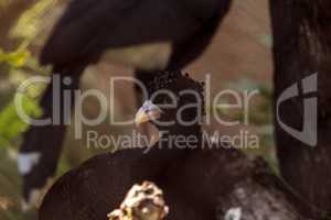 Blue-billed Curassow also called Crax alberti