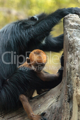 Mother and child Francois Langur monkey family Trachypithecus fr