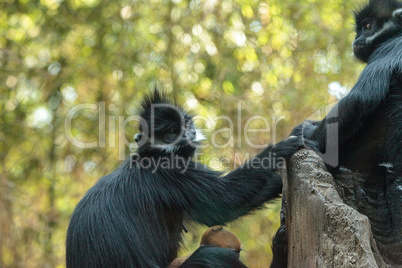 Mother and child Francois Langur monkey family Trachypithecus fr