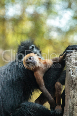 Mother and child Francois Langur monkey family Trachypithecus fr