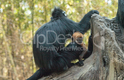 Mother and child Francois Langur monkey family Trachypithecus fr