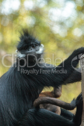 Mother and child Francois Langur monkey family Trachypithecus fr