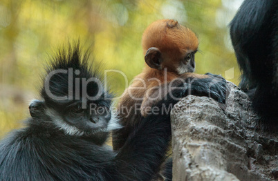 Mother and child Francois Langur monkey family Trachypithecus fr