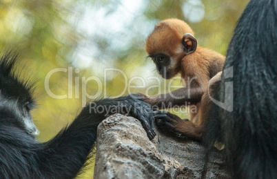 Mother and child Francois Langur monkey family Trachypithecus fr