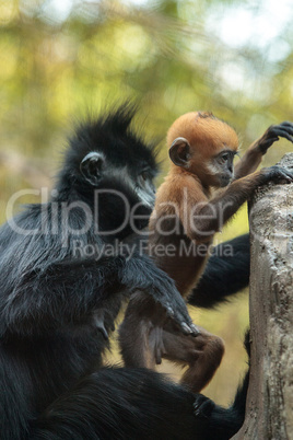 Mother and child Francois Langur monkey family Trachypithecus fr