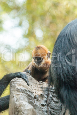 Mother and child Francois Langur monkey family Trachypithecus fr