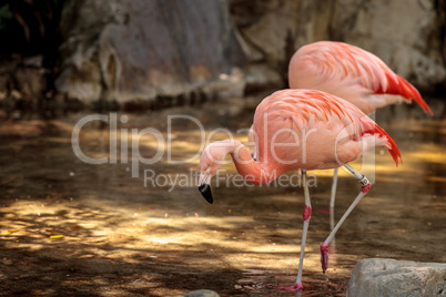 Greater flamingo Phoenicopterus ruber roseus