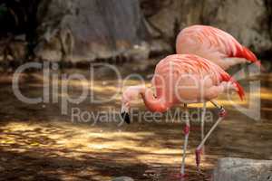 Greater flamingo Phoenicopterus ruber roseus