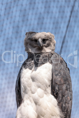 Harpy eagle Harpia harpyja