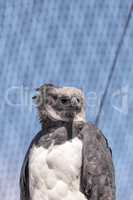 Harpy eagle Harpia harpyja