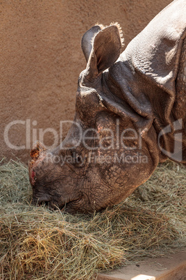 Indian rhinoceros also called Rhinoceros unicornis