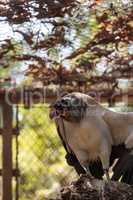 King vulture Sarcoramphus papa