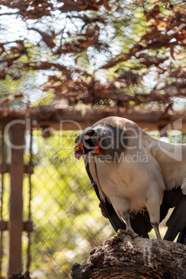 King vulture Sarcoramphus papa