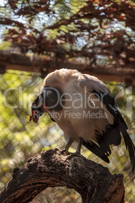 King vulture Sarcoramphus papa