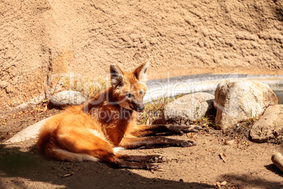 Maned wolf Chrysocyon brachyurus