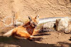 Maned wolf Chrysocyon brachyurus