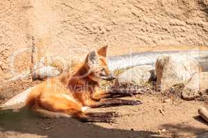 Maned wolf Chrysocyon brachyurus