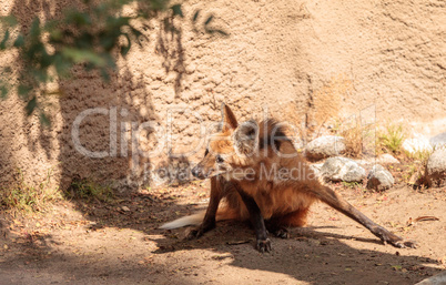 Maned wolf Chrysocyon brachyurus