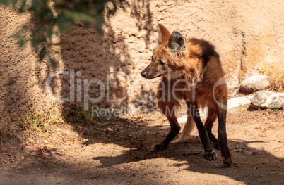 Maned wolf Chrysocyon brachyurus