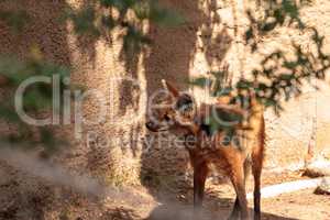 Maned wolf Chrysocyon brachyurus