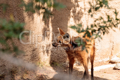 Maned wolf Chrysocyon brachyurus