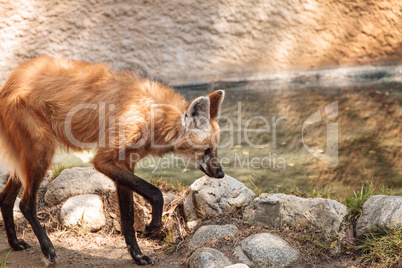 Maned wolf Chrysocyon brachyurus