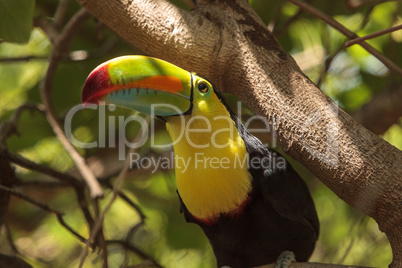 Keel-billed toucan Ramphastos sulfuratus