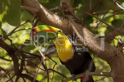 Keel-billed toucan Ramphastos sulfuratus