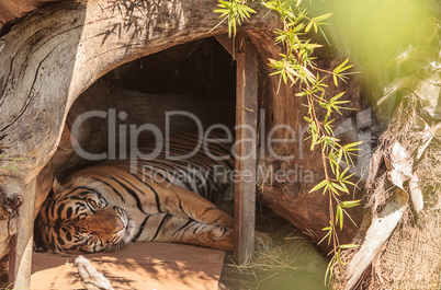 Bengal Tiger Panthera tigris